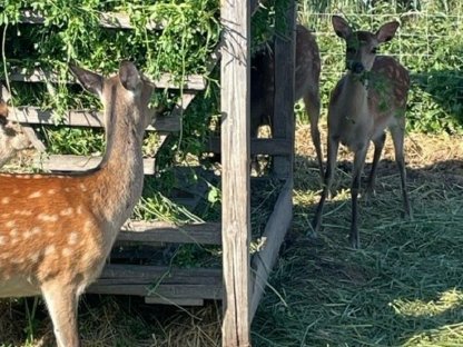 Bild 2:Sikawild Nippon Nippon