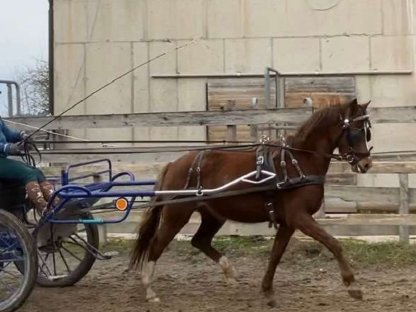 Bild 2:Brave Reitpony-Stute zu verkaufen