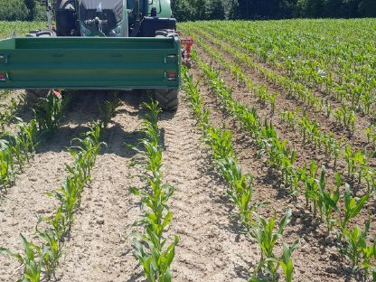 Bild 2:Mais Pflege