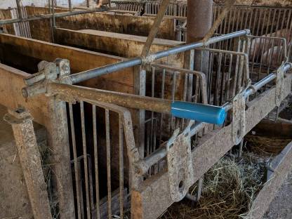 Bild 2:Aufstallung für Kälber und Kühe