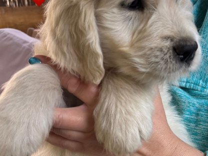 Bild 3:Goldendoodle-Welpen ab sofort abzugeben