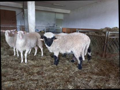 Bild 9:Walliser Schwarznasenschafe