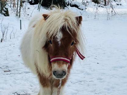Bild 6:2 Mini Shetlandponys Stuten