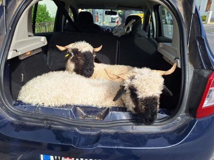 Weibliche Walliser Schwarznasenschafe zu verkaufen