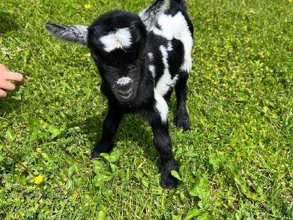 Mini Zwergziegen
