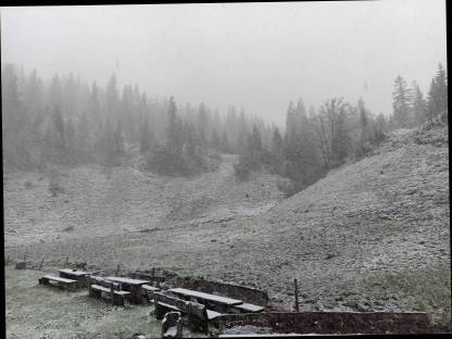 Forst Dienstleistungen Holzschlägerug