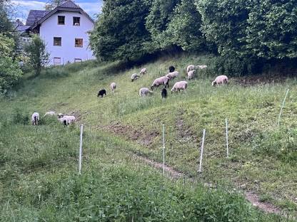 Lämmer zu verkaufen