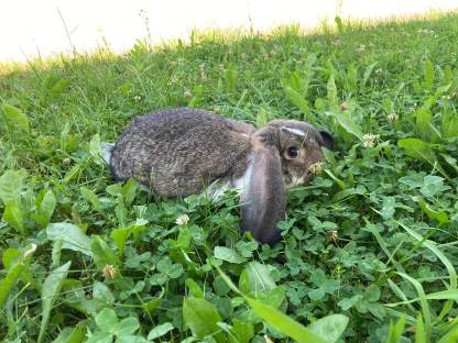 Bild 3:Deutsche Widderhäsin