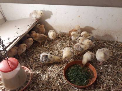 Bild 4:New Hampshire, Sulmtaler, Italiener Nachzucht 2024