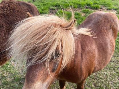 Ponny,Pferd, Kinderreiten,