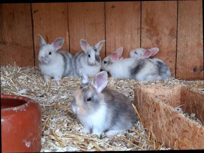 Zwergkaninchen