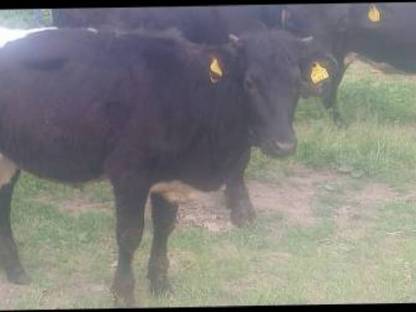 Bio Pinzgauer Kalb weiblich