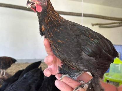 Bild 2:Zwergmaran Junghahn