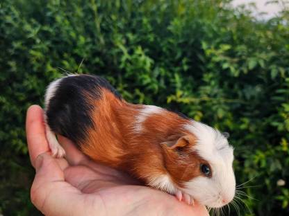 Bild 3:Meerschweinchen