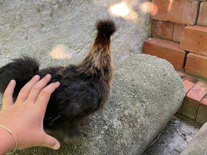 Bild 7:Seltene Rassen