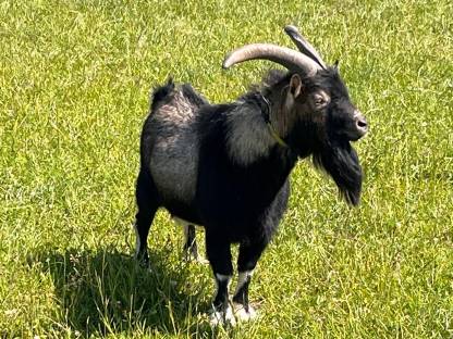 Ziegenbock