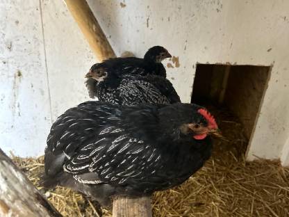 Bild 7:Junghähne zum Hergeben, verschiedene Hähne