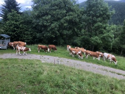 Verkaufe trächtige Fleckviehkalbinen