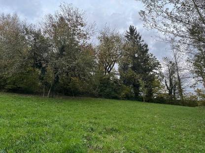 Wiese Gras 4625 Offenhausen