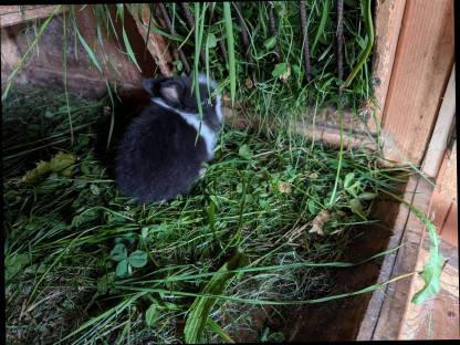 Bild 4:Löwenkopf Zwergkaninchen ganzjährig zu vergeben