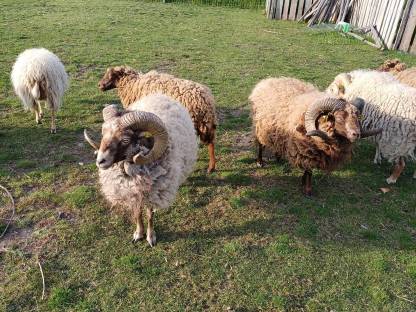 Bild 2:Ouessantschafe