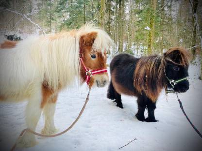 Bild 5:2 Mini Shetlandponys Stuten