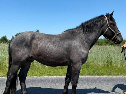 Mohrenkopf Hengst Noriker