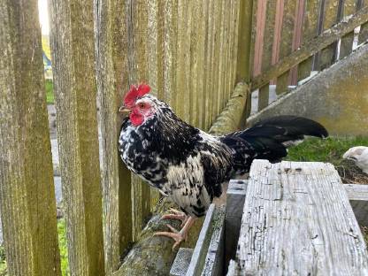 Bild 7:3 Jung-Hähne