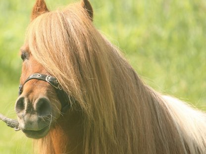 Bild 2:Minipferd (80 cm), 18-jähriger Wallach