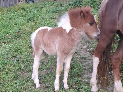 Pony Hengst ab Herbst abzugeben