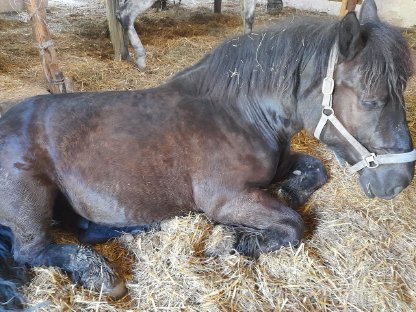 Bild 2:Reitbeteiligung gegen Mithilfe
