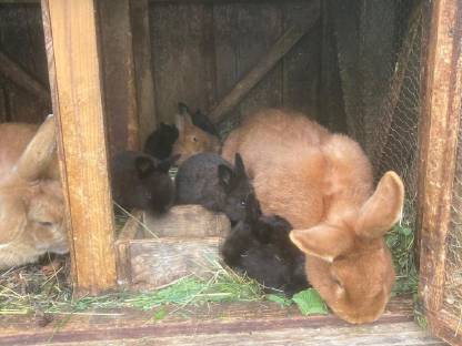 Hasen, Kaninchen herzugeben