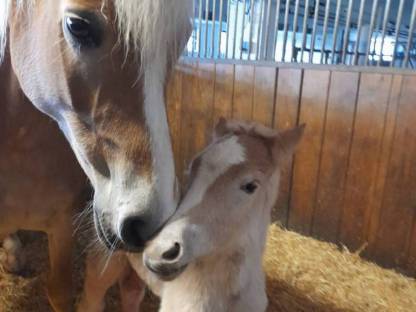 Bild 3:Haflingerstute mit Herz oder Fohlen bei Fuß
