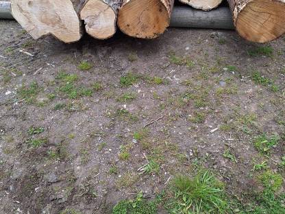 5 Stk. Lindenholz