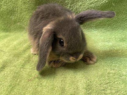 Bild 4:Zwergwidder Loh Blau