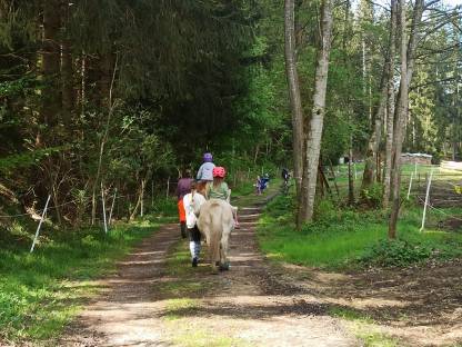 Bild 2:Geburtstag bei den Pferden