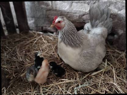 Glucke Bruthenne mit Küken