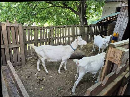 Bild 2:Reinrassige Saanenziege