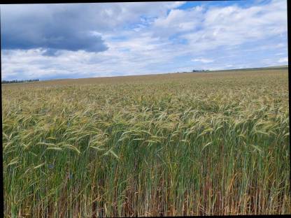 Umsteller Weizen und Triticale