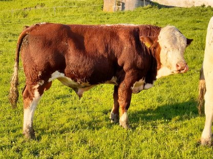 Fleckvieh - Fleisch Stier BIO