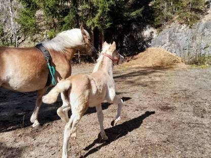Bild 4:Haflingerstute mit Herz oder Fohlen bei Fuß