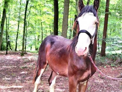 Shirehorse Hengstfohlen