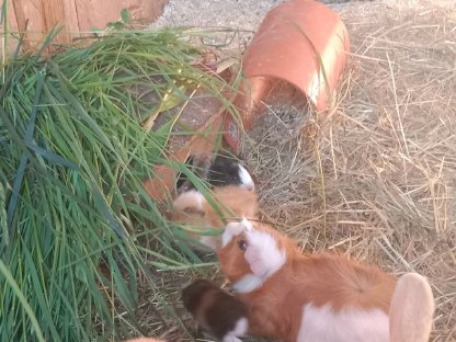 Meerschweinchen