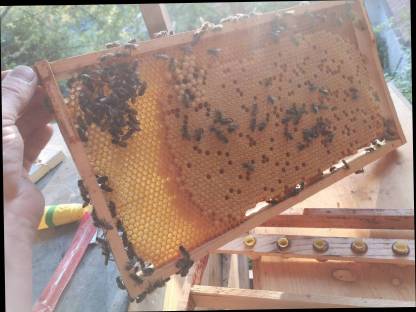 Bild 2:Bio-Bienenvolk, Bienenvölker, Carnica, Ableger