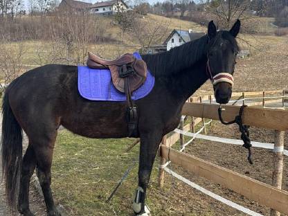 Bild 4:Talentierte junge Stute mit Vielseitigkeitspotenzial