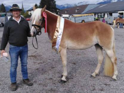 Bild 7:Haflingerstute mit Herz oder Fohlen bei Fuß