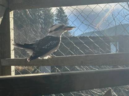 0,1 Kookaburra
