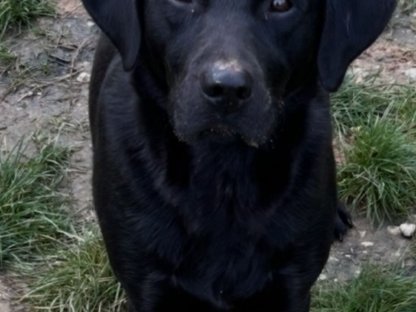 Labrador Mischlinge
