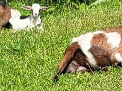 2 weibliche Mischling