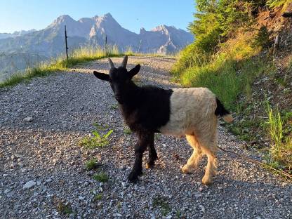 Walliser Schwarzhalsziegenkitz